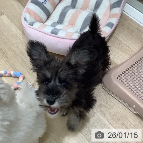 大阪府のミニチュアシュナウザー (ペットプラス 鶴見店/2025年10月24日生まれ/女の子/ソルトペッパー)の子犬の3枚目の画像