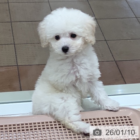 大阪府のトイプードル(トイ) (ペットプラス 鶴見店/2025年11月4日生まれ/男の子/ペールフォーン)の子犬の4枚目の画像