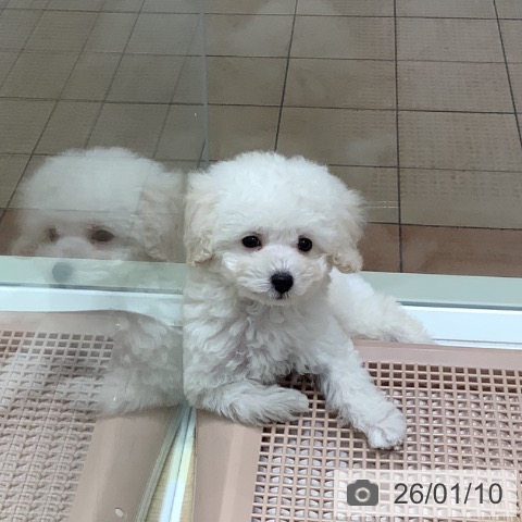 大阪府のトイプードル(トイ) (ペットプラス 鶴見店/2025年11月4日生まれ/男の子/ペールフォーン)の子犬の3枚目の画像