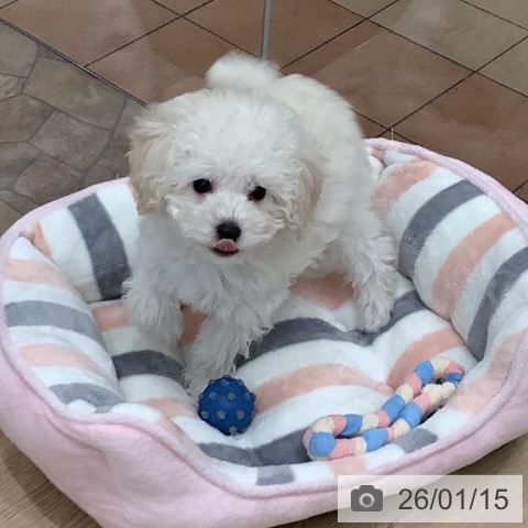 大阪府のトイプードル(トイ) (ペットプラス 鶴見店/2025年11月4日生まれ/男の子/ペールフォーン)の子犬の3枚目の画像