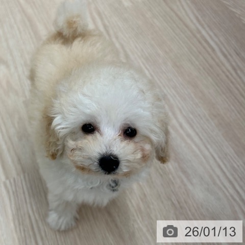 京都府のトイプードル(トイ) (ペットプラス 京都桂川店/2025年11月4日生まれ/女の子/ペールフォーン)の子犬の4枚目の画像