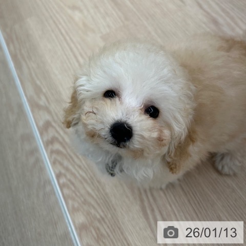 京都府のトイプードル(トイ) (ペットプラス 京都桂川店/2025年11月4日生まれ/女の子/ペールフォーン)の子犬の3枚目の画像