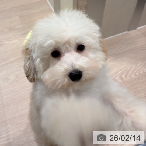 和歌山県のトイプードル(トイ) (ペットプラス 和歌山店/2025年11月4日生まれ/女の子/ペールフォーン)の子犬の4枚目の画像