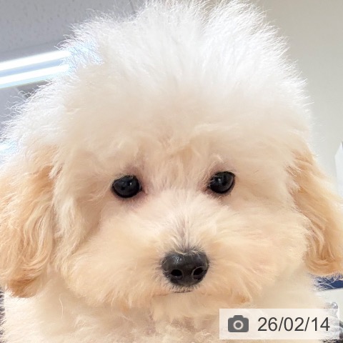 和歌山県のトイプードル(トイ) (ペットプラス 和歌山店/2025年11月4日生まれ/女の子/ペールフォーン)の子犬の3枚目の画像