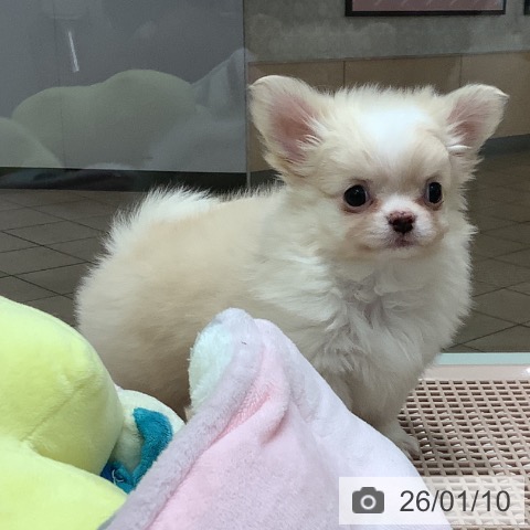 大阪府のチワワ(ロング) (ペットプラス 鶴見店/2025年11月9日生まれ/男の子/クリームホワイト)の子犬の4枚目の画像