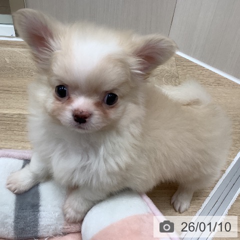 大阪府のチワワ(ロング) (ペットプラス 鶴見店/2025年11月9日生まれ/男の子/クリームホワイト)の子犬の3枚目の画像