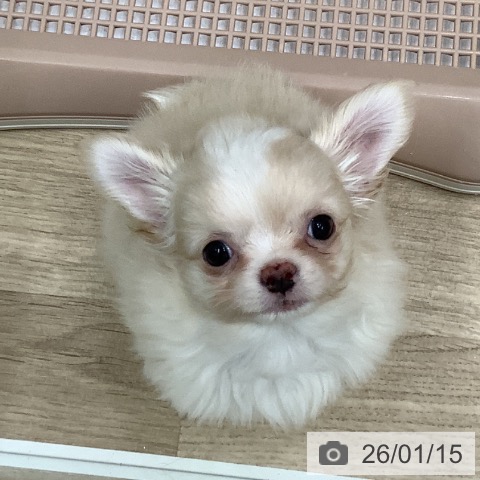 大阪府のチワワ(ロング) (ペットプラス 鶴見店/2025年11月9日生まれ/男の子/クリームホワイト)の子犬の4枚目の画像