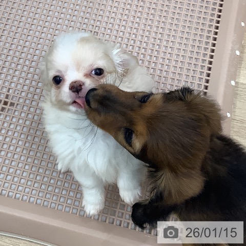 大阪府のチワワ(ロング) (ペットプラス 鶴見店/2025年11月9日生まれ/男の子/クリームホワイト)の子犬の3枚目の画像