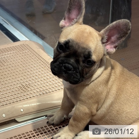 フレンチ・ブルドッグの写真