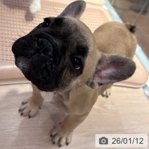 フレンチ・ブルドッグの写真