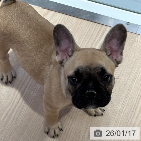 フレンチ・ブルドッグの写真