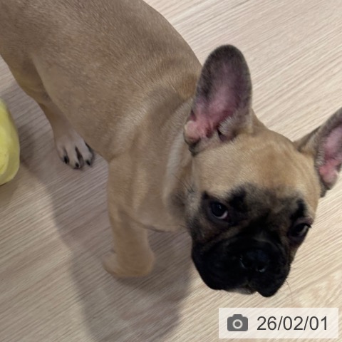 フレンチ・ブルドッグの写真