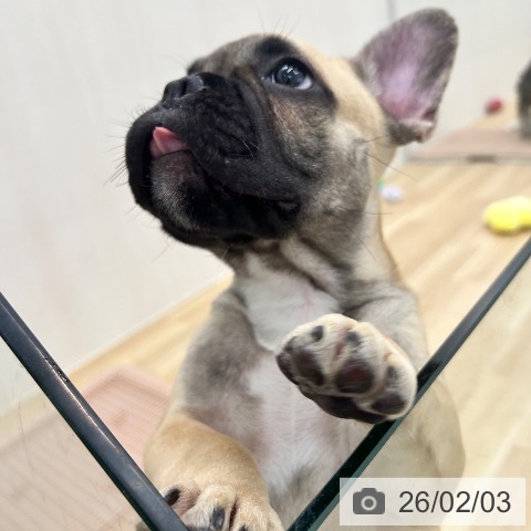 フレンチ・ブルドッグの写真