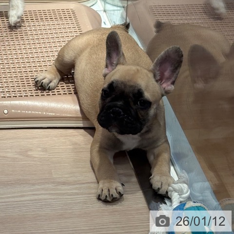 和歌山県のフレンチブルドッグ (ペットプラス 和歌山店/2025年11月4日生まれ/男の子/フォーン)の子犬の4枚目の画像