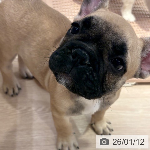 和歌山県のフレンチブルドッグ (ペットプラス 和歌山店/2025年11月4日生まれ/男の子/フォーン)の子犬の3枚目の画像