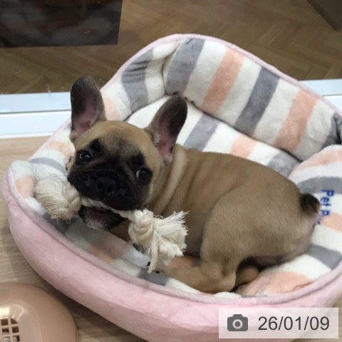 大阪府のフレンチブルドッグ (ペットプラス ららぽーと和泉店/2025年11月4日生まれ/男の子/フォーン)の子犬の4枚目の画像