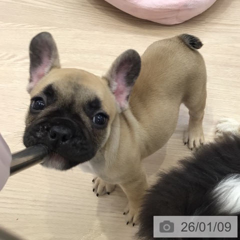大阪府のフレンチブルドッグ (ペットプラス ららぽーと和泉店/2025年11月4日生まれ/男の子/フォーン)の子犬の3枚目の画像