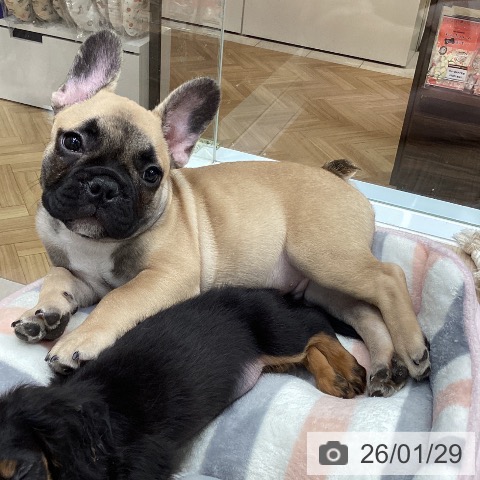 大阪府のフレンチブルドッグ (ペットプラス ららぽーと和泉店/2025年11月4日生まれ/男の子/フォーン)の子犬の4枚目の画像