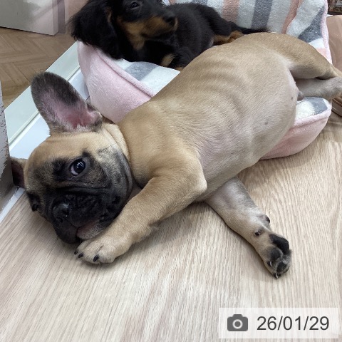 大阪府のフレンチブルドッグ (ペットプラス ららぽーと和泉店/2025年11月4日生まれ/男の子/フォーン)の子犬の3枚目の画像