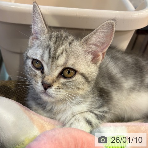 京都府のスコティッシュフォールド (ペットプラス イオンモールKYOTO店/2025年11月2日生まれ/女の子/シルバータビー)の子猫の4枚目の画像