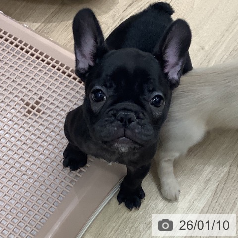 大阪府のフレンチブルドッグ (ペットプラス 鶴見店/2025年11月9日生まれ/女の子/ブリンドル)の子犬の4枚目の画像