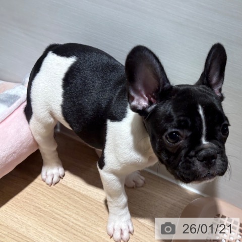 兵庫県のフレンチブルドッグ (ペットプラス 神戸三宮店/2025年11月9日生まれ/男の子/パイド)の子犬の3枚目の画像