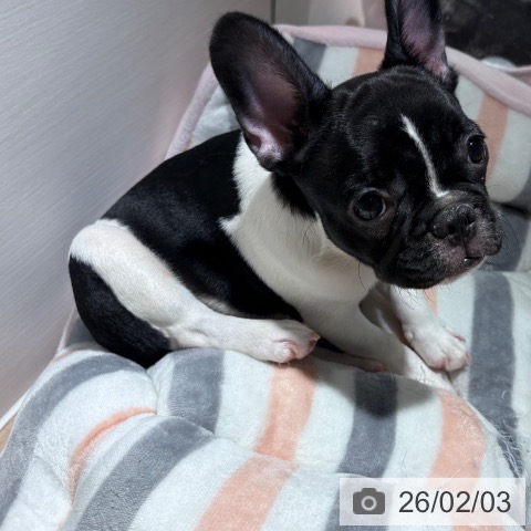 兵庫県のフレンチブルドッグ (ペットプラス 神戸三宮店/2025年11月9日生まれ/男の子/パイド)の子犬の4枚目の画像