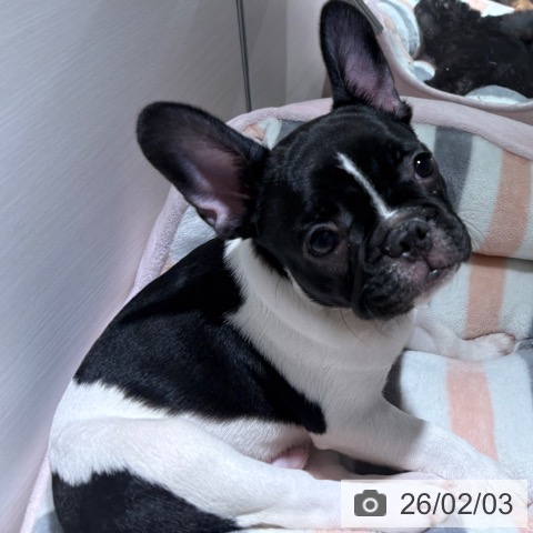 兵庫県のフレンチブルドッグ (ペットプラス 神戸三宮店/2025年11月9日生まれ/男の子/パイド)の子犬の3枚目の画像