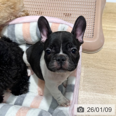 大阪府のフレンチブルドッグ (ペットプラス 四條畷店/2025年11月9日生まれ/男の子/パイド)の子犬の4枚目の画像