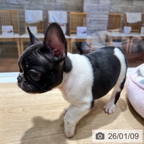 大阪府のフレンチブルドッグ (ペットプラス 四條畷店/2025年11月9日生まれ/男の子/パイド)の子犬の3枚目の画像