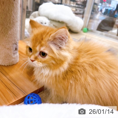 大阪府のラガマフィン (ペットプラス イオン大日店/2025年11月12日生まれ/男の子/レッドタビー)の子猫の4枚目の画像