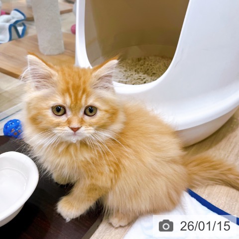 大阪府のラガマフィン (ペットプラス イオン大日店/2025年11月12日生まれ/男の子/レッドタビー)の子猫の3枚目の画像