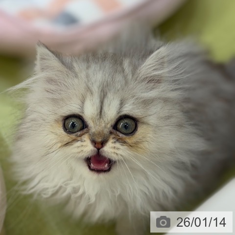 京都府のエキゾチック (ペットプラス 京都桂川店/2025年11月8日生まれ/男の子/シルバータビー)の子猫の3枚目の画像