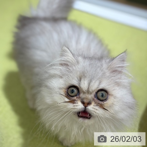 京都府のエキゾチック (ペットプラス 京都桂川店/2025年11月8日生まれ/男の子/シルバータビー)の子猫の3枚目の画像