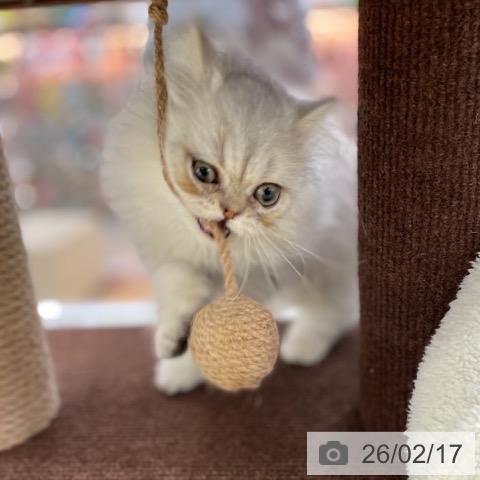 京都府のエキゾチック (ペットプラス 醍醐店/2025年11月8日生まれ/男の子/シルバータビー)の子猫の3枚目の画像