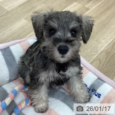 新潟県のミニチュアシュナウザー (ペットプラス 新潟南店/2025年11月11日生まれ/女の子/ソルトペッパー)の子犬の3枚目の画像