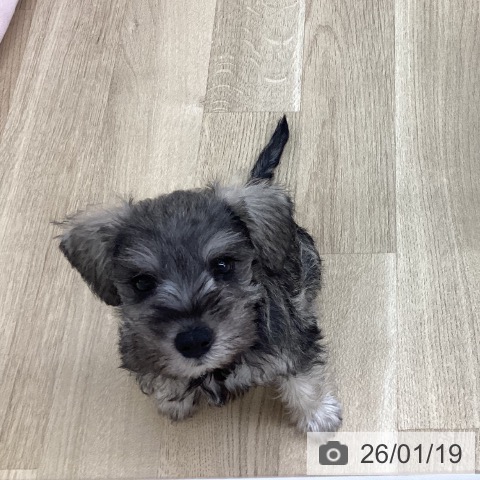 新潟県のミニチュアシュナウザー (ペットプラス 新潟南店/2025年11月11日生まれ/女の子/ソルトペッパー)の子犬の4枚目の画像