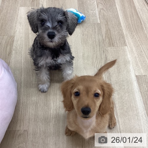 新潟県のミニチュアシュナウザー (ペットプラス 新潟南店/2025年11月11日生まれ/女の子/ソルトペッパー)の子犬の3枚目の画像