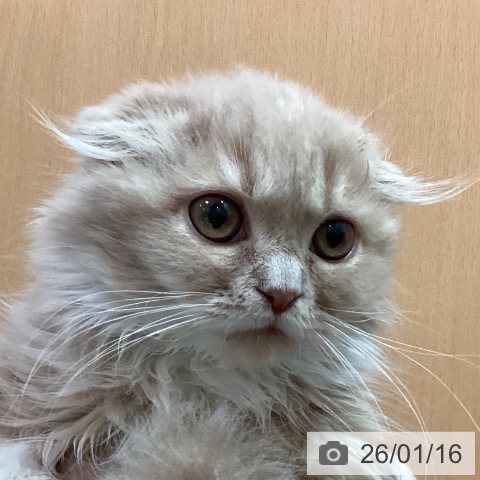 京都府のスコティッシュフォールド (ペットプラス イオンモールKYOTO店/2025年10月20日生まれ/男の子/クリームタビーホワイト)の子猫の4枚目の画像