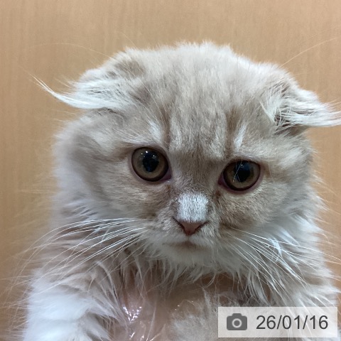 京都府のスコティッシュフォールド (ペットプラス イオンモールKYOTO店/2025年10月20日生まれ/男の子/クリームタビーホワイト)の子猫の3枚目の画像