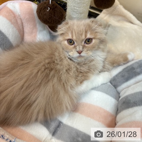 京都府のスコティッシュフォールド (ペットプラス 久御山店/2025年10月20日生まれ/男の子/クリームタビーホワイト)の子猫の3枚目の画像