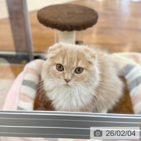 京都府のスコティッシュフォールド (ペットプラス 久御山店/2025年10月20日生まれ/男の子/クリームタビーホワイト)の子猫の3枚目の画像