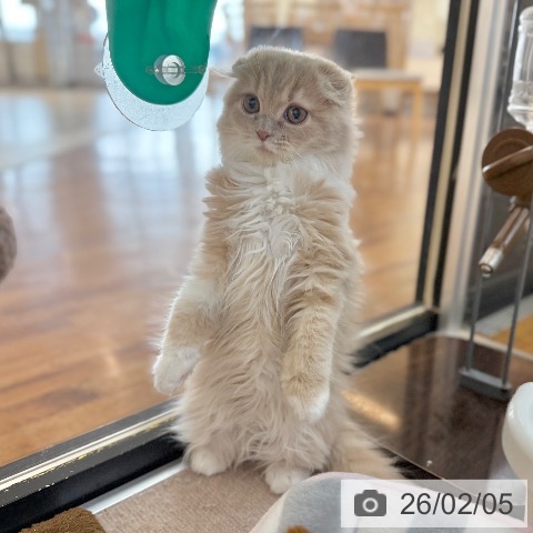 京都府のスコティッシュフォールド (ペットプラス 久御山店/2025年10月20日生まれ/男の子/クリームタビーホワイト)の子猫の3枚目の画像