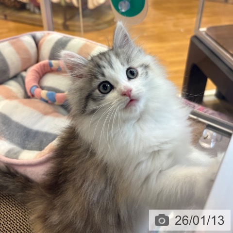 京都府のノルウェージャンフォレストキャット (ペットプラス イオンモールKYOTO店/2025年11月12日生まれ/女の子/ブルーパッチドタビーホワイト)の子猫の4枚目の画像