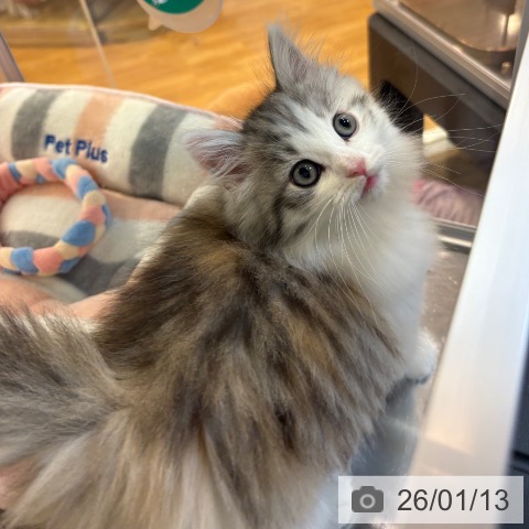 京都府のノルウェージャンフォレストキャット (ペットプラス イオンモールKYOTO店/2025年11月12日生まれ/女の子/ブルーパッチドタビーホワイト)の子猫の3枚目の画像