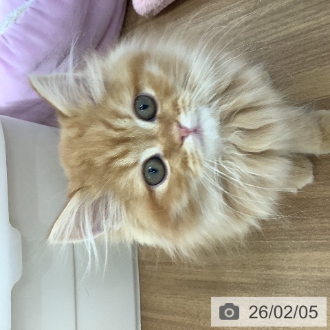 ラガマフィンの写真