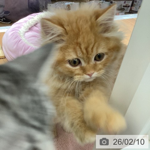 ラガマフィンの写真