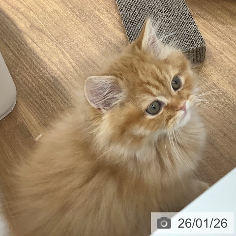 大阪府のラガマフィン (ペットプラス りんくう泉南店/2025年11月3日生まれ/男の子/レッドタビー)の子猫の4枚目の画像