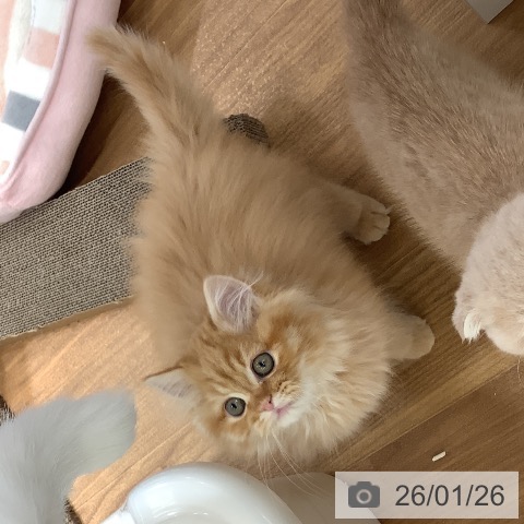 大阪府のラガマフィン (ペットプラス りんくう泉南店/2025年11月3日生まれ/男の子/レッドタビー)の子猫の3枚目の画像