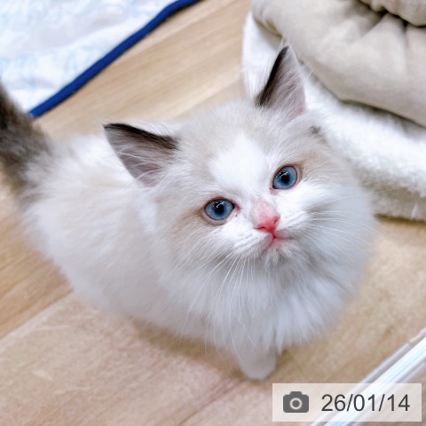 大阪府のラグドール (ペットプラス イオン大日店/2025年11月12日生まれ/男の子/シールポイントバイカラー)の子猫の4枚目の画像